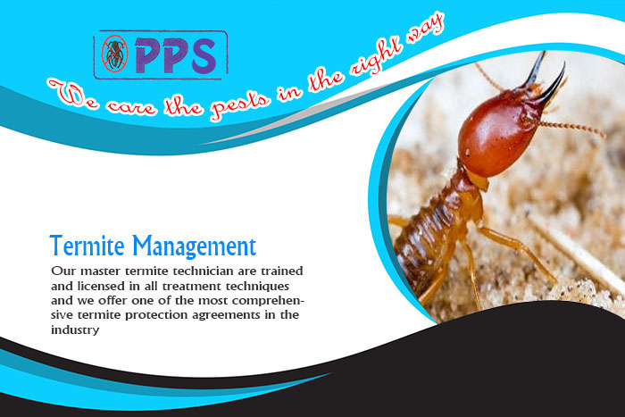 best termite and pest control